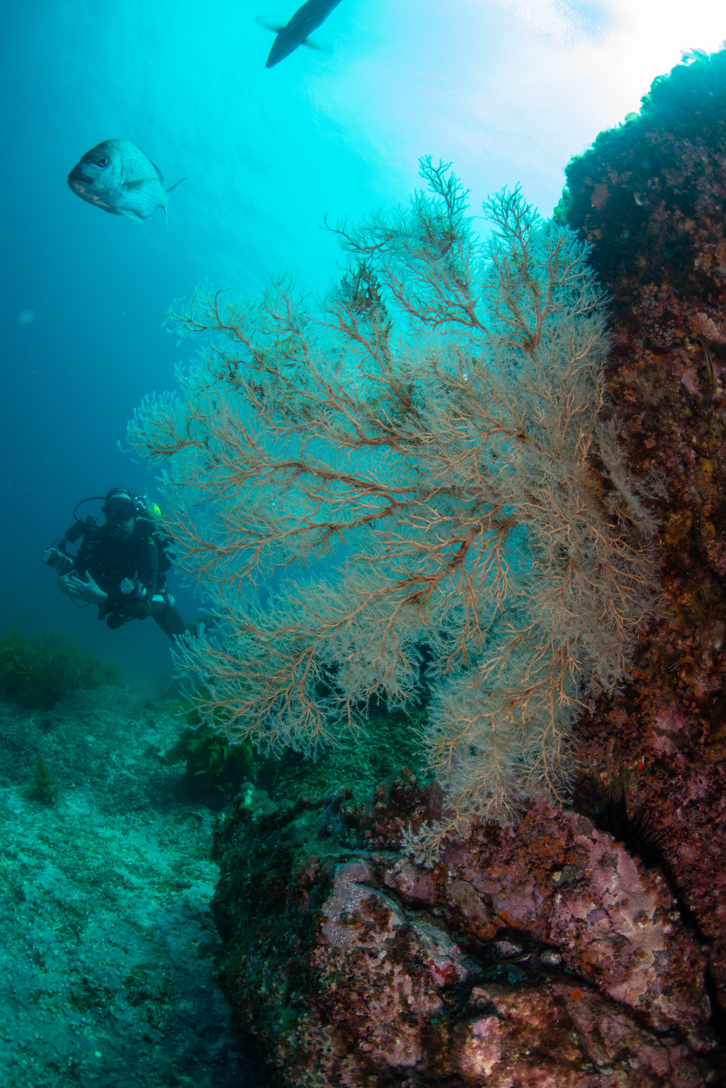 DSC_4471-33 – BayOfIslands, Cape Brett, Diversity, Fish, Kelp, Wideangle, invertebrates